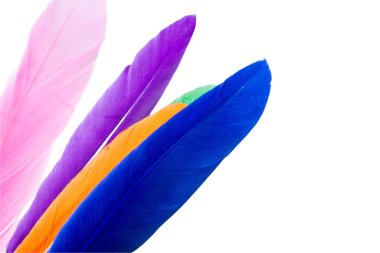 Tüy yalıtılmış elementler ayarlandı. Kanatlardan renkli parlak kuş tüyleri.