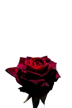 Bayram için kırmızı gül çiçekleri, bokeh, makro, çiçekli arka plan. metin için romantik boşluk