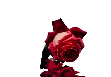 Bayram için kırmızı gül çiçekleri, bokeh, makro, çiçekli arka plan. metin için romantik boşluk