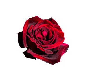 Bayram için kırmızı gül çiçekleri, bokeh, makro, çiçekli arka plan. metin için romantik boşluk