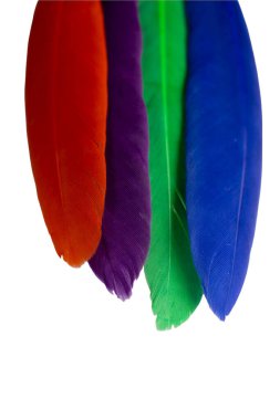 Tüy yalıtılmış elementler ayarlandı. Kanatlardan renkli parlak kuş tüyleri.