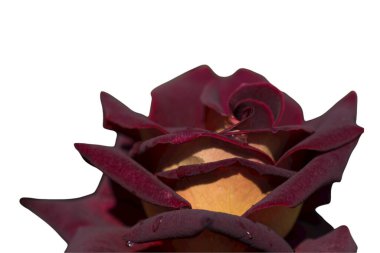 Bayram için kırmızı gül çiçekleri, bokeh, makro, çiçekli arka plan. metin için romantik boşluk