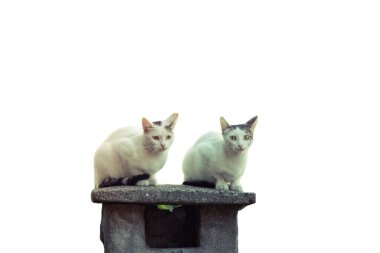 Kedi resimleri, kedi gözleri, şirin kedi gözleri, masum kedi resimleri, yakın plan kedi resimleri, kedi fotoğrafları..