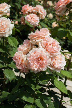 Bahar bahçesinde çiçek açan güzel güller