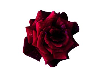 Bayram için kırmızı gül çiçekleri, bokeh, makro, çiçekli arka plan. metin için romantik boşluk