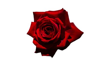 Bayram için kırmızı gül çiçekleri, bokeh, makro, çiçekli arka plan. metin için romantik boşluk