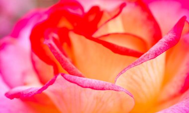 Tatil için pembe güller, bokeh, makro, çiçek arkaplanı. metin için romantik boşluk
