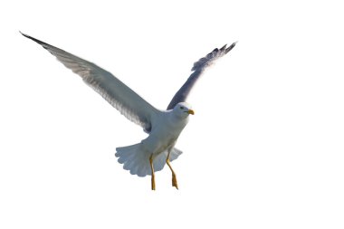 Beyaz arkaplanda izole edilmiş martı