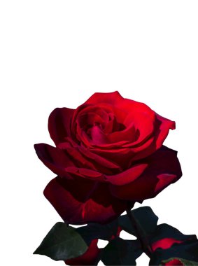 Bayram için kırmızı gül çiçekleri, bokeh, makro, çiçekli arka plan. metin için romantik boşluk