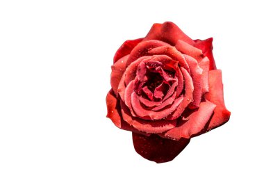 Bayram için kırmızı gül çiçekleri, bokeh, makro, çiçekli arka plan. metin için romantik boşluk