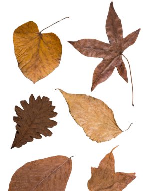 Koyu arka planda kurumuş yapraklar güzel kuru yeşil yapraklar..