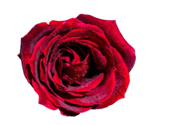 Bayram için kırmızı gül çiçekleri, bokeh, makro, çiçekli arka plan. metin için romantik boşluk