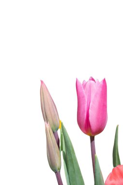 Kartpostal güzellik tasarımı için güzel lale çiçeği. Lale duvar kağıdı. Lale tasarımı. - Evet. Beyaz arka planda laleler. Banner 'ı izole et. kopyalama alanı