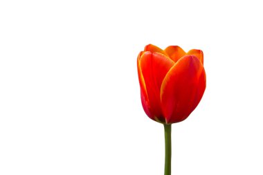 Güzel kırmızı lale çiçeği, kartpostal güzellik tasarımı için. Lale duvar kağıdı. Lale tasarımı. - Evet. Beyaz arka planda laleler. Banner 'ı izole et. kopyalama alanı