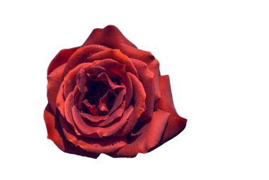 Bayram için kırmızı gül çiçekleri, bokeh, makro, çiçekli arka plan. metin için romantik boşluk