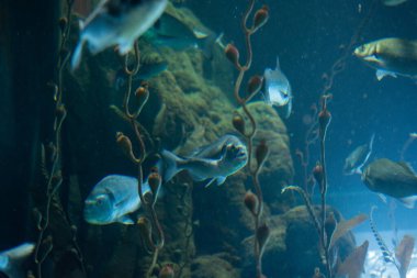 Akvaryum ortamında güzel renkli balıklar yüzer.