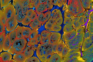 Ebru mermer el yapımı sanat, geleneksel Ebru tekniği. mermer sıvı mürekkep sanatının soyut arkaplanı