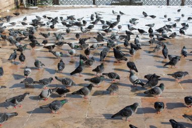 Güzel güvercin kuşları, şehir güvercinleri şehir ortamında yaşıyor.