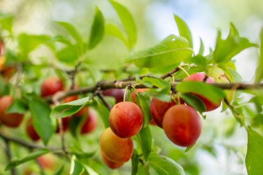 Vahşi meyve doğadaki ağaçta bulunur.