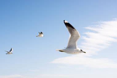 Gökyüzündeki martıları