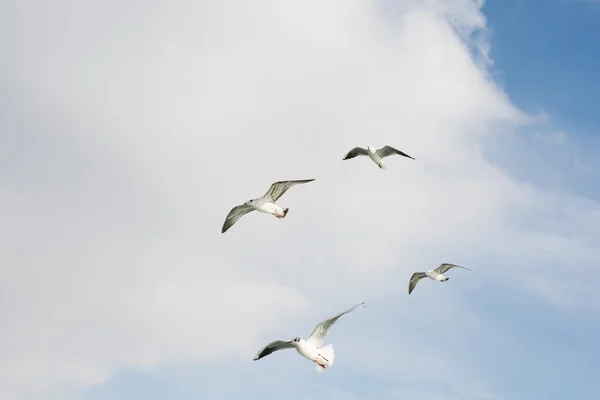 Möwen am Himmel — Stockfoto