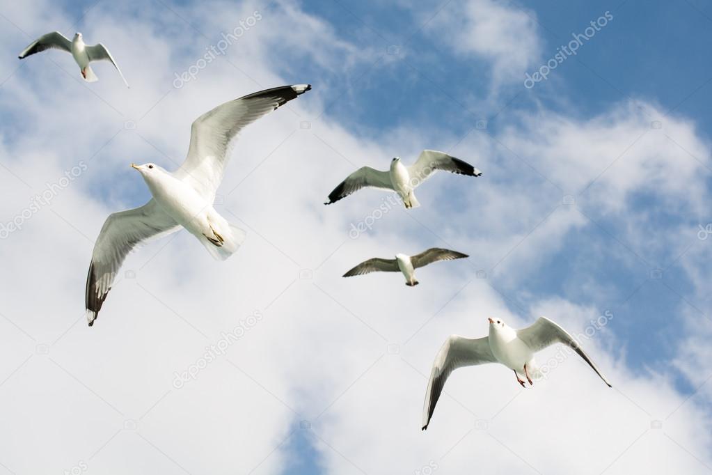 Seagulls are flying in blue cloudy sky