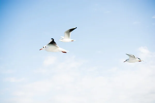 I gabbiani volano nel cielo azzurro nuvoloso — Foto Stock