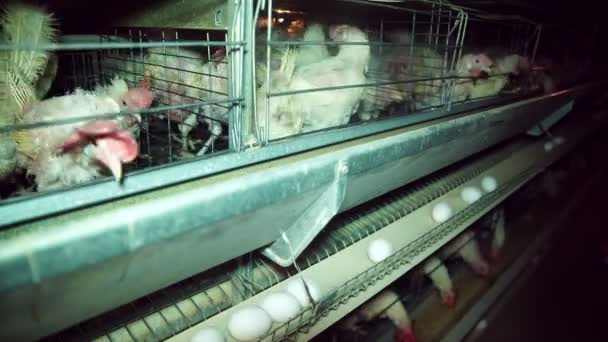 Chicken Farm, Poultry. — Stock Video