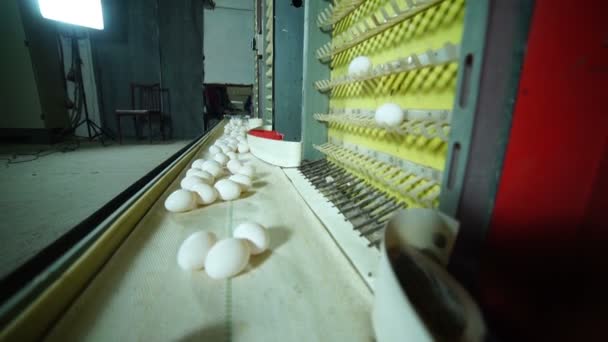 Eylem tavuk çiftliğinde yumurta üretim hattı. — Stok video