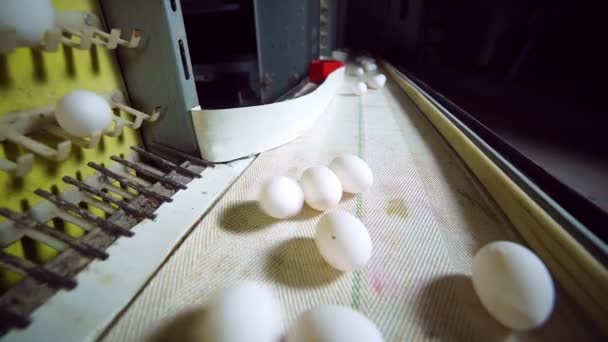 Línea de producción de huevos en acción en la granja avícola . — Vídeo de stock