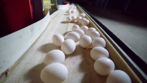 Línea de producción de huevos en acción en la granja avícola . — Vídeos de Stock