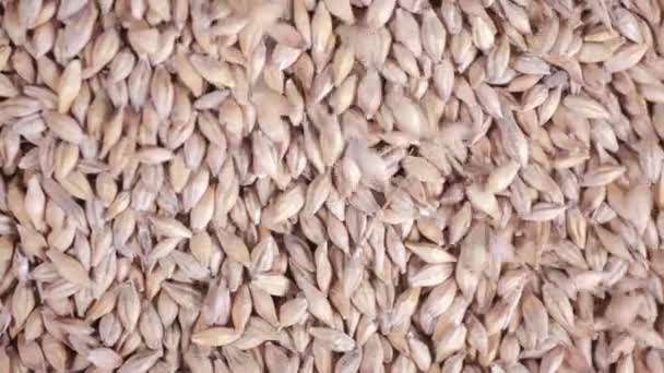 Cereali cadenti di frumento . — Video Stock