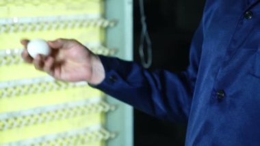 Tavuk çiftliği, yumurta ve kümes hayvanları üretimi üzerinde çalışmaya çiftçi.