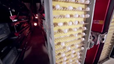 Üretim büyük yumurta tavuk çiftliği.