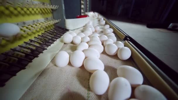 Línea de producción de huevos dentro de una granja avícola moderna . — Vídeos de Stock