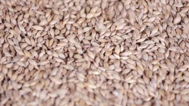 Зерна пшеницы падают . — стоковое видео