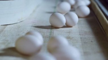 Yumurta üretim hattı içinde modern tavuk çiftliği.