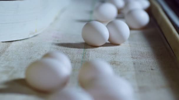 Línea de producción de huevos dentro de una granja avícola moderna . — Vídeos de Stock