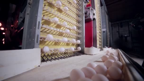 Виробництво яєць у величезній птахофабриці . — стокове відео
