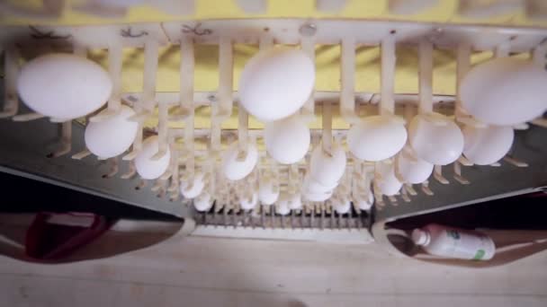 Produktionen av ägg i stora gård fjäderfä. — Stockvideo