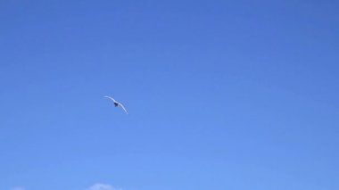 mavi bir gökyüzü altında uçan martı.