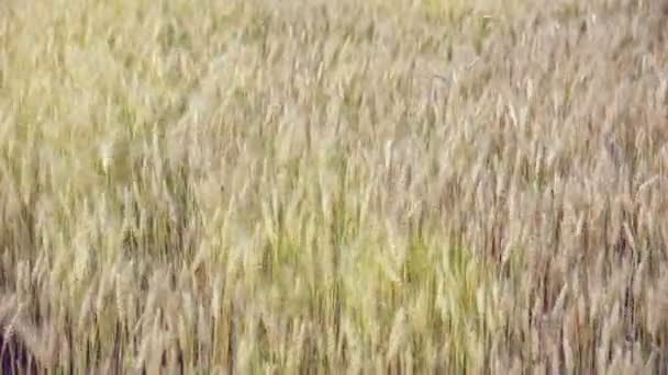 Campo de trigo acariciado pelo vento. Natureza Contexto Saúde Conceito . — Vídeo de Stock