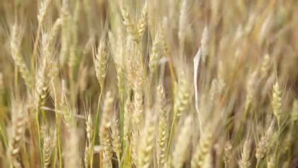 Campo de trigo acariciado pelo vento. Natureza Contexto Saúde Conceito . — Vídeo de Stock