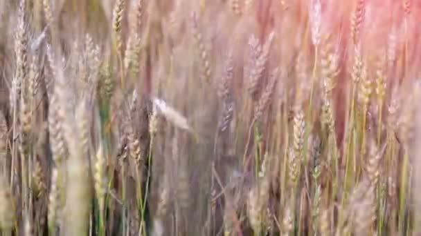 Campo de trigo acariciado pelo vento. Natureza Contexto Saúde Conceito . — Vídeo de Stock