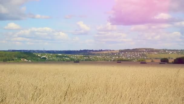 Campo de trigo a mediodía . — Vídeos de Stock