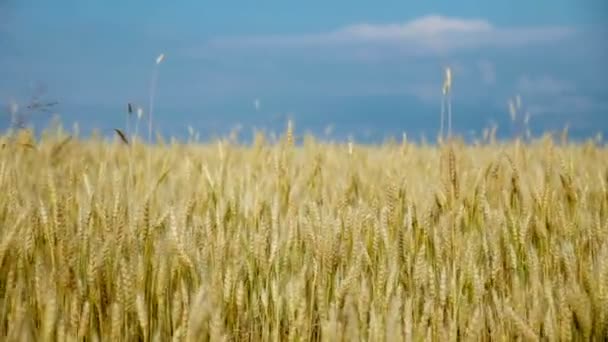 Campo de trigo acariciado pelo vento. Natureza Contexto Saúde Conceito . — Vídeo de Stock