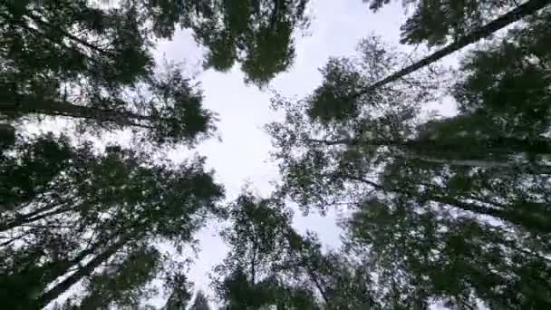 森を歩いています。ボトムアップ ビュー。カメラは、木を通過します。. — ストック動画