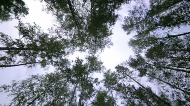 Floresta misteriosa. Vista de baixo para cima. Câmera atravessa árvores . — Vídeo de Stock