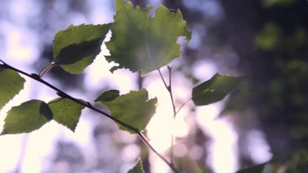 Floresta épica. Vista inferior de árvores verdes com folhagem e raios solares . — Vídeo de Stock