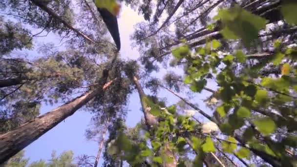 Floresta épica. Vista inferior de árvores verdes com folhagem e raios solares . — Vídeo de Stock